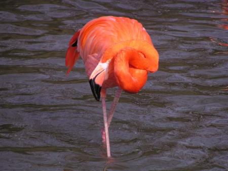 --- Le flamant rose ---